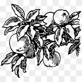 Food, Fruit, Outline, Plants, Tree, Branch, Peach, - Peach Clip Art, HD Png Download - wall vines png