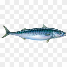 Horse Mackerel Fish, HD Png Download - ocean fish png