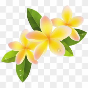 Frangipani Png File - Frangipani Clipart, Transparent Png - plumeria png