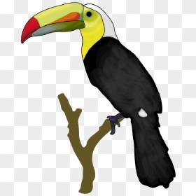 Sticker - White Background - Round - Toucan , Png Download - Toucan, Transparent Png - toucan png