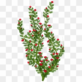 Bush Clipart White Rose - Flower Bush Clip Art, HD Png Download - flower bush png