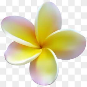 Frangipani , Png Download - Frangipani, Transparent Png - plumeria png