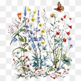 Wildflower Botanical Illustration, HD Png Download - flower bush png