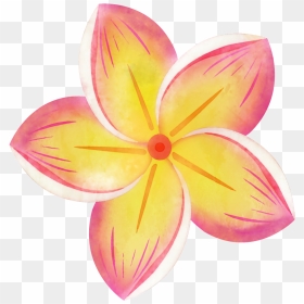 Hand Painted Colorful Plumeria Png Transparent - Tropical Flower Clipart, Png Download - plumeria png