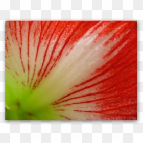 Red Lines - Petunia, HD Png Download - red lines png