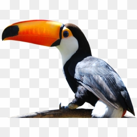 Cataratas Iguazu Tucan Png , Png Download - Transparent Toucan Png, Png Download - toucan png