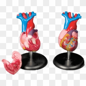 Anatomical Chart Company Model Budget Life Size Heart - Figurine, HD Png Download - anatomical heart png
