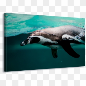 Pwnguin Swimming, HD Png Download - pingu png