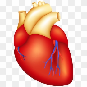 Transparent Human Heart Clipart - Heart Part Of Body, HD Png Download - anatomical heart png