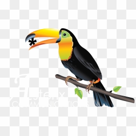 Asterix Logo Jungle - Toucans, HD Png Download - toucan png