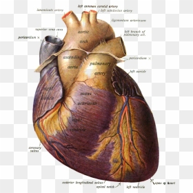 Apical Notch Of Heart, HD Png Download - anatomical heart png