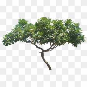 Plumeria Obtusa, Height - Plumeria Rubra Png, Transparent Png - plumeria png