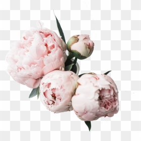 Flower Desktop Wallpaper Peonies Clipart , Png Download - Mothers Day Give Away, Transparent Png - peonies png