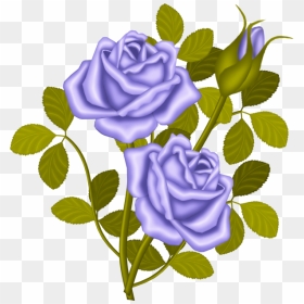 Lavender Roses - Proud Rose Story, HD Png Download - purple roses png