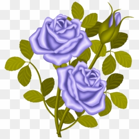 Lavender Roses - Proud Rose Story, HD Png Download - vhv