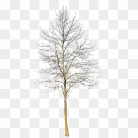 Winter Tree No Background Png, Transparent Png - Small Winter Tree Png, Png Download - wood background png