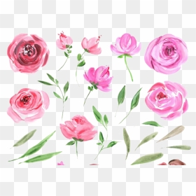Peonies Free Png Image - Water Color Rose .png, Transparent Png - peonies png