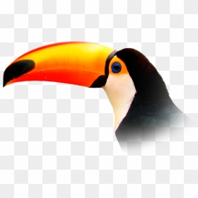 Toucan Png, Transparent Png - toucan png