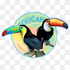 723 X 524 - Color Toucan Bird Drawing, HD Png Download - toucan png