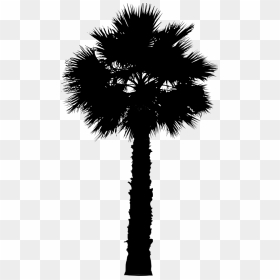 Asian Palmyra Palm Date Palm Leaf Palm Trees Silhouette - Palm Trees, HD Png Download - palm tree emoji png
