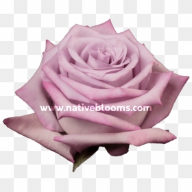 Image - Garden Roses, HD Png Download - purple roses png
