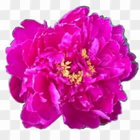 Flower Floral Peony Peonies Fuschia Yellow Pink Petalsf - Common Peony, HD Png Download - peonies png
