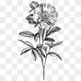 Transparent Black And White Flower Png, Png Download - peonies png