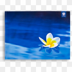 Deluxe Journal - Plumeria Flower - Crocus, HD Png Download - plumeria png