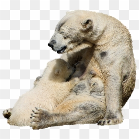 Polar Bear, HD Png Download - bear claw png