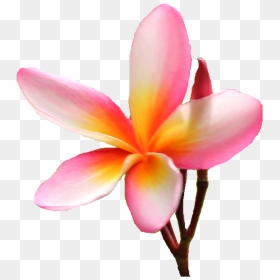 Frangipani, HD Png Download - plumeria png