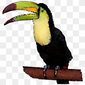 Toucan Clipart - Toucan Transparent Background, HD Png Download - toucan png