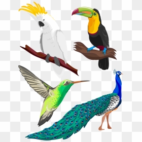 Clipart Library Birb Drawing Pencil - Bird Drawing With Colour, HD Png Download - toucan png