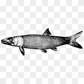 Fish, HD Png Download - ocean fish png