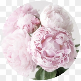 Common Peony , Png Download - Common Peony, Transparent Png - peonies png