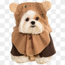 Ewok Png, Transparent Png - ewok png