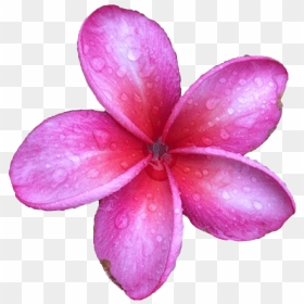 Pink Frangipani Png Image - Transparent Frangipani Flower, Png Download - plumeria png