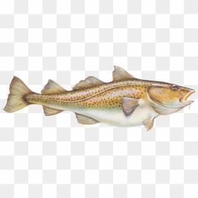 Клипарт Треска, HD Png Download - ocean fish png