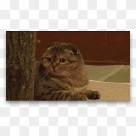 Domestic Short-haired Cat, HD Png Download - neko atsume png