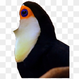 Toucan No Beak Photoshopped, HD Png Download - toucan png