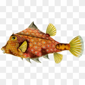 Ernst Haeckel Fish Art, HD Png Download - ocean fish png