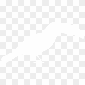Johns Hopkins Logo White, HD Png Download - toucan png