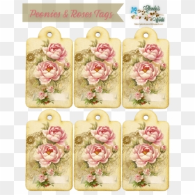 Garden Roses, HD Png Download - peonies png