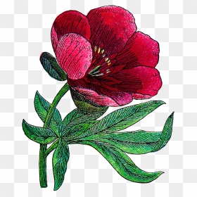 Free Flower Clip Art - Clip Art Red Peonies, HD Png Download - peonies png