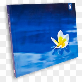 Deluxe Journal - Plumeria Flower - Crocus, HD Png Download - plumeria png
