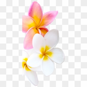 Frangipani, HD Png Download - plumeria png