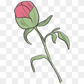 Peony Bud Clipart - Common Peony, HD Png Download - peonies png