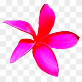 Houseplant, HD Png Download - plumeria png