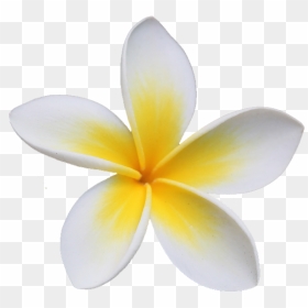 Frangipani, HD Png Download - plumeria png