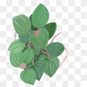 Green Leaves - Arrowroot Family, HD Png Download - green leaf png