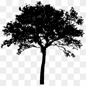 Transparent Tree Bush Png - Silhouette Tree Vector Png, Png Download - apple tree png
